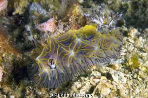 another nudi,nikon d2x 60mm micro by Puddu Massimo 